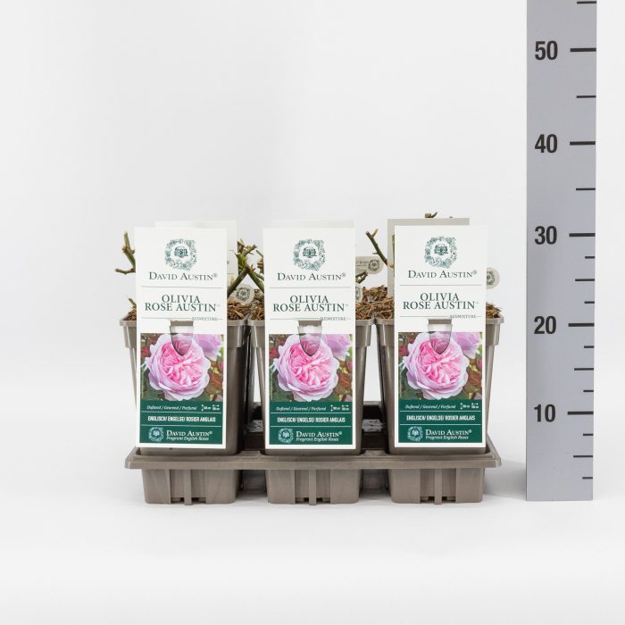 Rosa (Aus) Olivia Rose Austin ®, C3, D 17