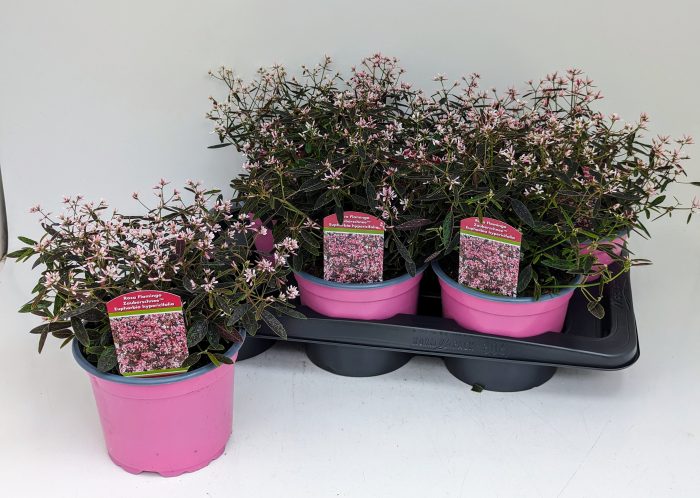 Euphorbia rosa Zauberschnee T17 - NEUHEIT (vormals Flamingo), D 17
