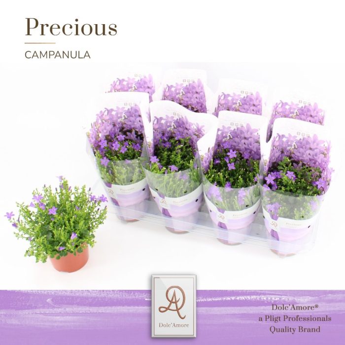 Campanula Stadium 1 P12 Dolc'Amore® Easy Pack, D 12