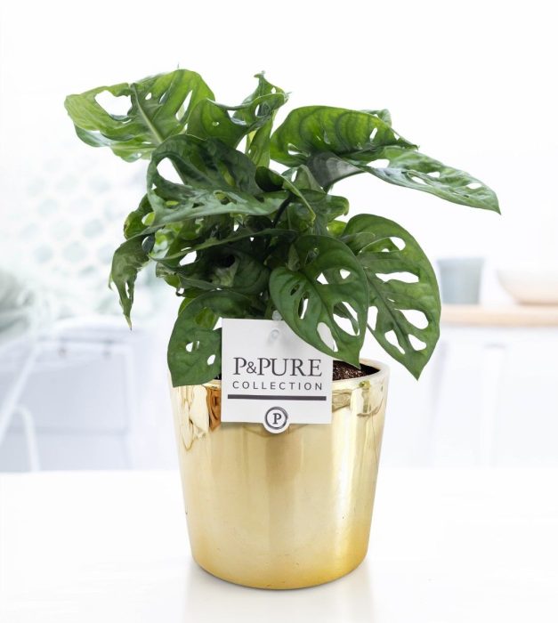 Monstera Adansonii in P&PURE Laryssa ceramics shiny gold, D 12