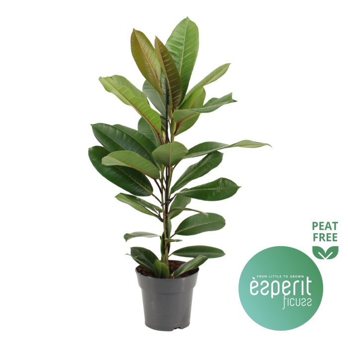 Ficus america Tresor®, D 17