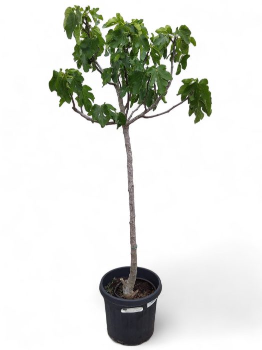 Ficus Carica (Vijgenboom) 45 cm, D 45