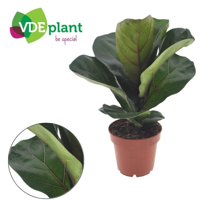 Ficus Lyrata Bambino, D 12