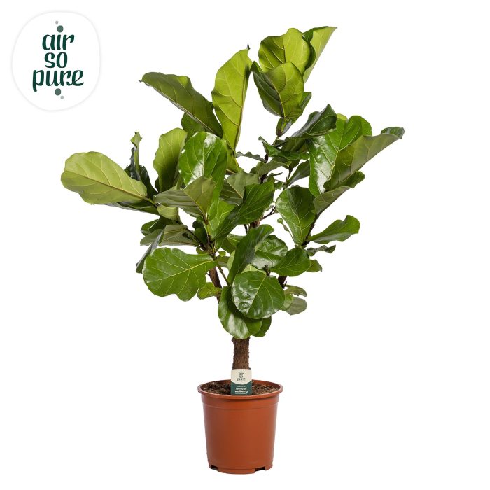 Ficus Lyrata Vertakt p24 (Air so Pure), D 24