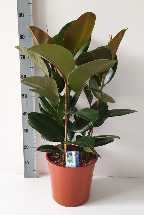 Ficus Robusta, D 27