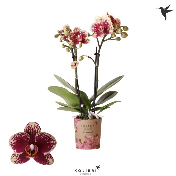 Kolibri Orchids Phalaenopsis Diamond Spain 2 spike, D 9