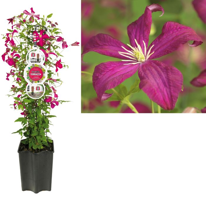 FleuraTerrazza W320 Clematis vit. 'Madame Julia Correvon' +label, D 19