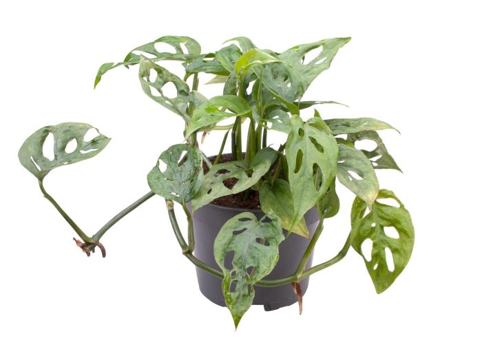 FM : P12 MONSTERA Adansoni, D 12