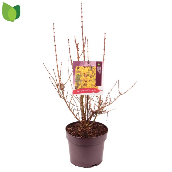 Forsythia intermedia 'Minigold' C7,5/P26, D 26
