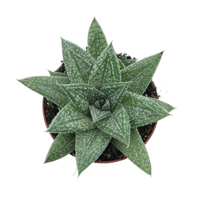 Gasteria Blue Moon, D 8,5