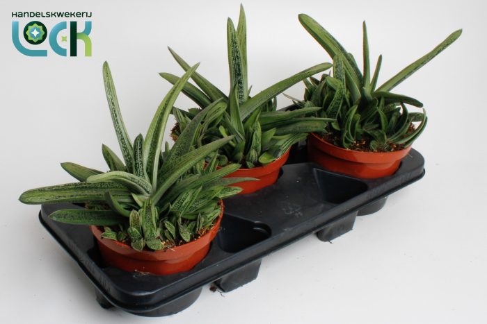 Gasteria Littele Worthy, D 17