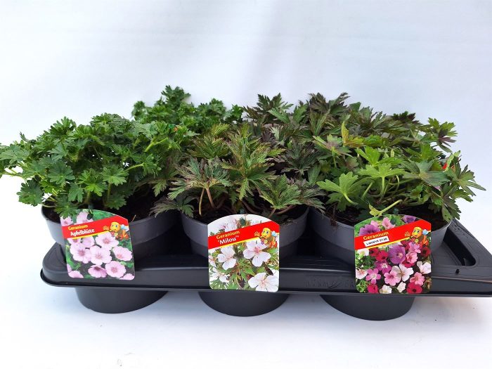 Geranium mix, D 17