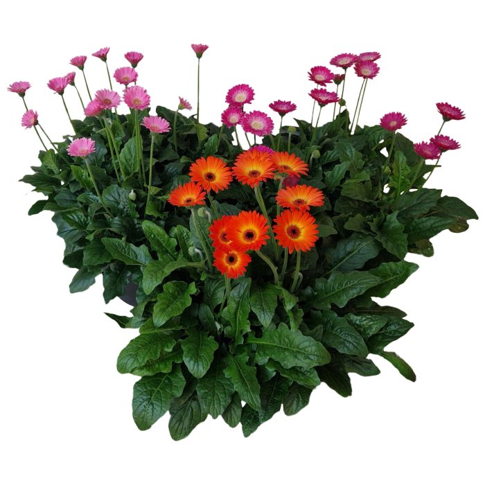 Gerbera Garvinea 32cm 7bl, D 32