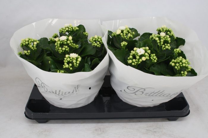 Gevuld 23 cm wit Brilliant (Schaal), D 23