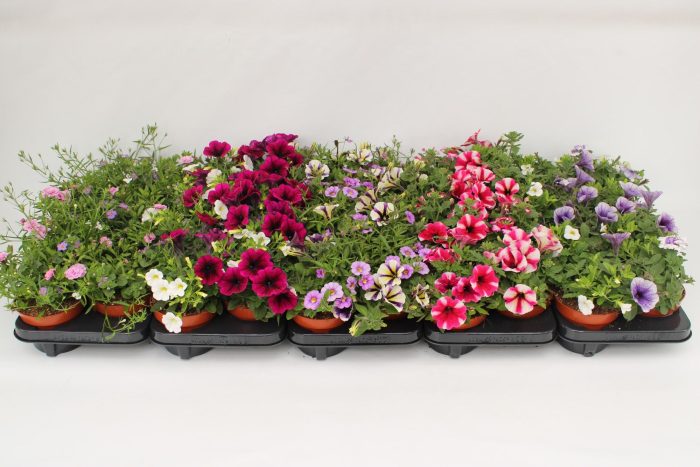 Confetti Garden Mixlayer, D 13