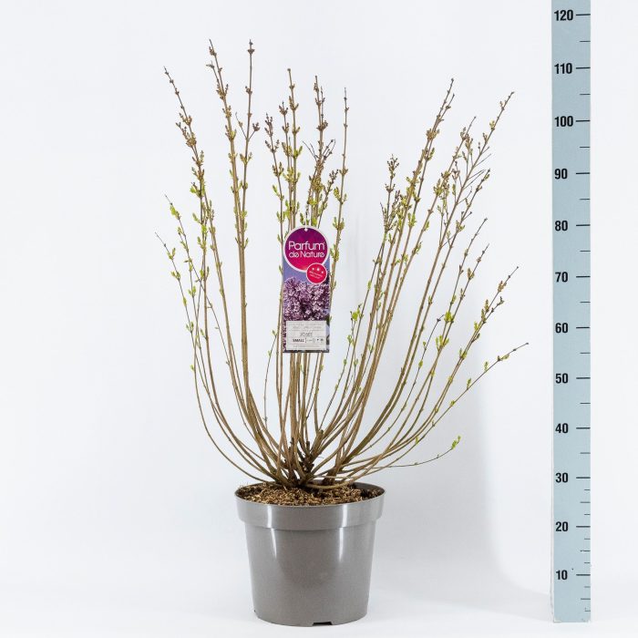 Syringa Josée, 3-jarig, C15 Solitair, D 32