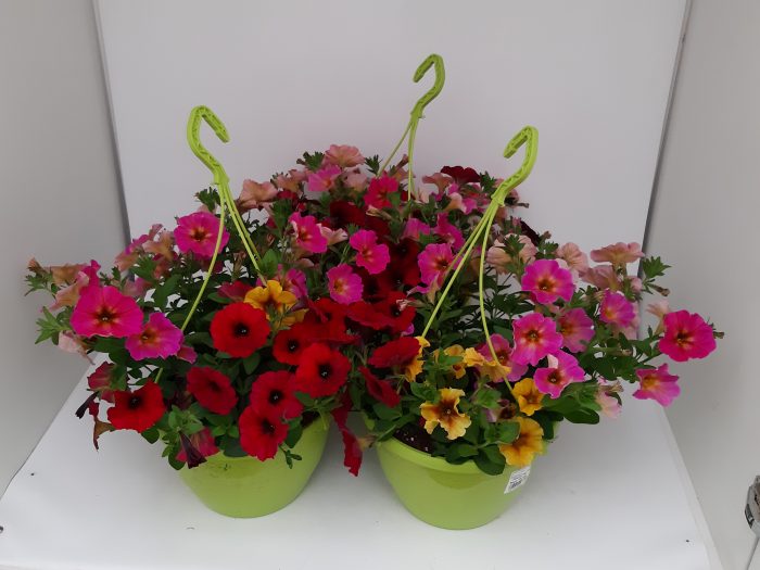 Petunia Petchoa Beautical WSP Ampel T27 Trio, D 27