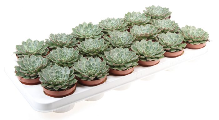 Graptopetalum Bellum, D 8,5