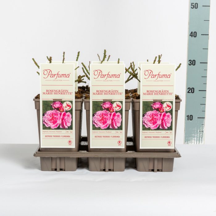 Rosa Parfuma (F) Rosengräfin Marie Henriette ®, C3, D 17