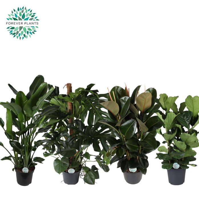 Groen Mix p35, D 35