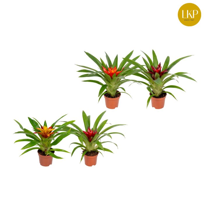 Guzmania Compact Gemengd (Zonder Hoes), D 9