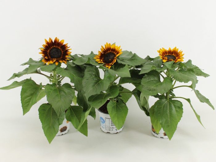 Helianthus Annuus Tiger Eye, D 12