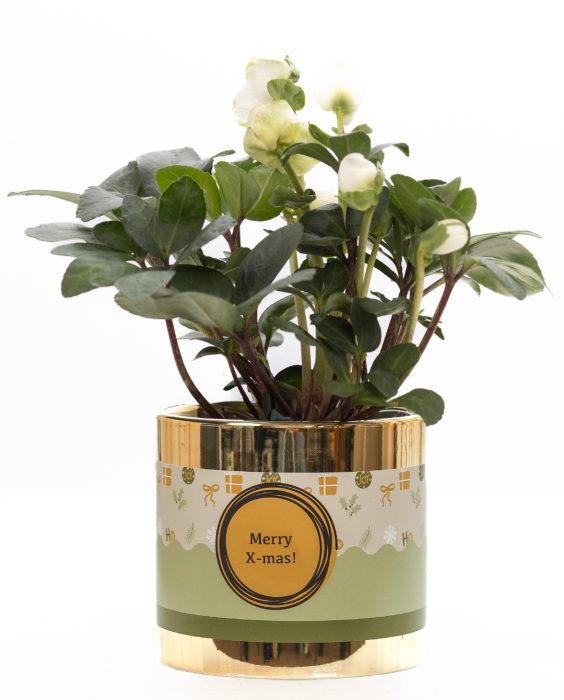 Helleborus "Xmas C." in P&PURE ceramics gold + XMAS sleeve, D 12