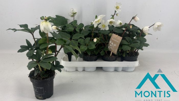 Helleborus Christmas Carol 9 cm Large, D 9