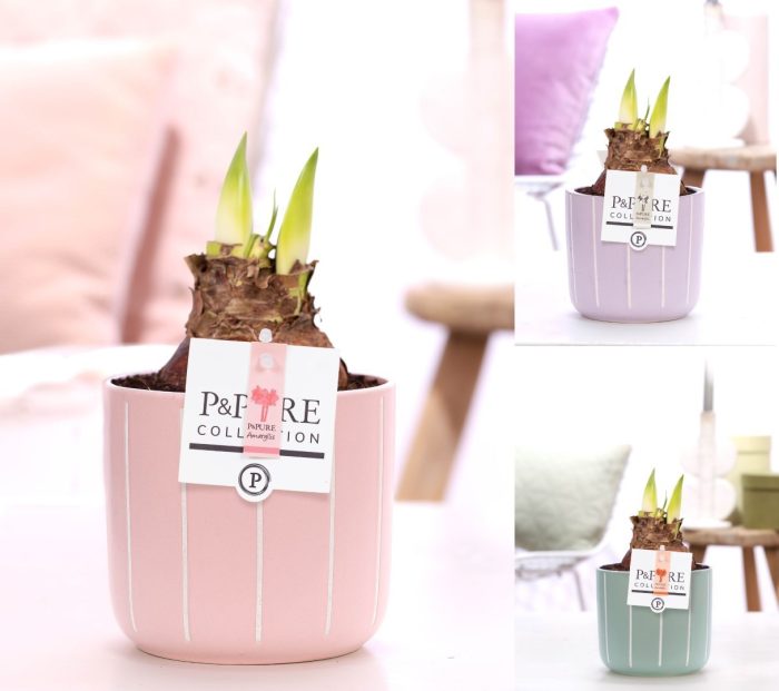 Hippeastrum mix in P&PURE Fleur ceramics ass.3, D 12