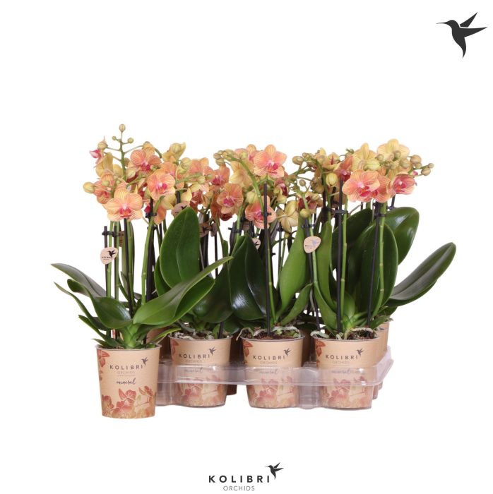Kolibri Orchids Phalaenopsis Orange 3 spike, D 9