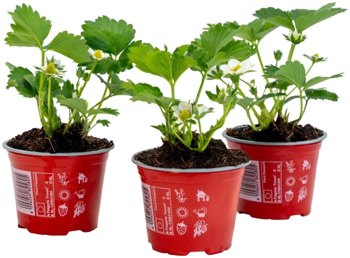 Fragaria Summerking P9 pot, D 9