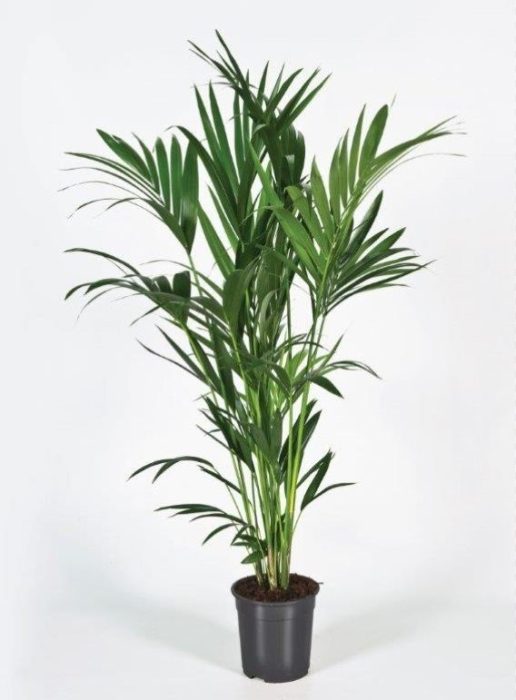 Howea forsteriana 150cm (Kentia), D 24