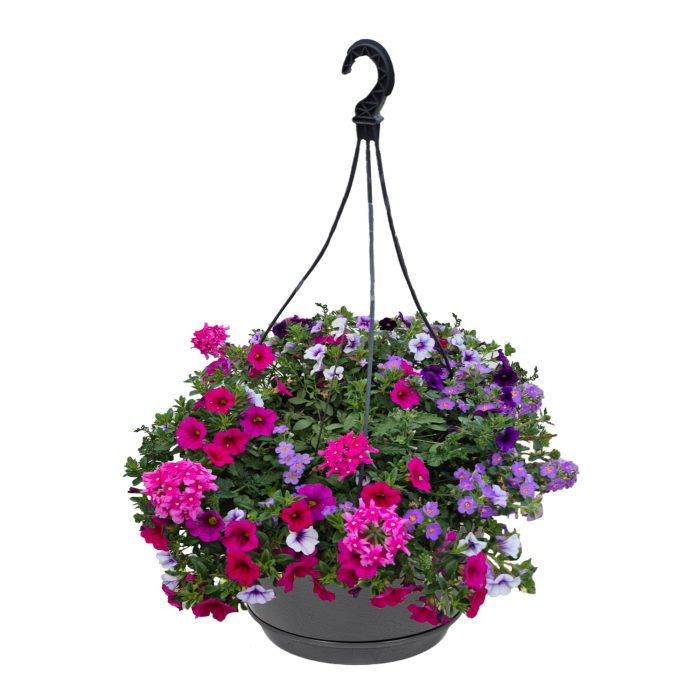 Hpot 4 plants MIXpot mixLAAG Donkere kleur + Hoes, D 25