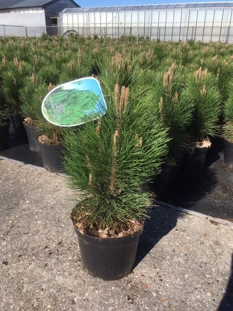 Pinus nigra Green Tower C7.5, D 26