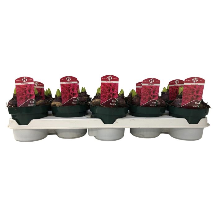Hyacint Red Glory 12 cm., D 12