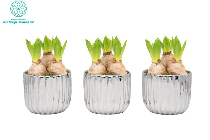 Hyacinthus 'Ribben Deco Silver', D 12