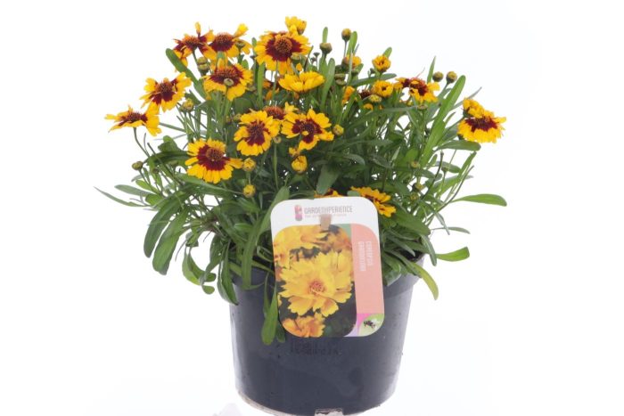 Coreopsis verticillata Corleone Red & Gold, D 13