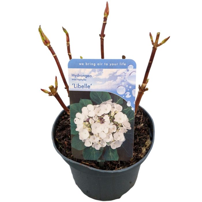 Hydrangea macr. 'Libelle', D 17