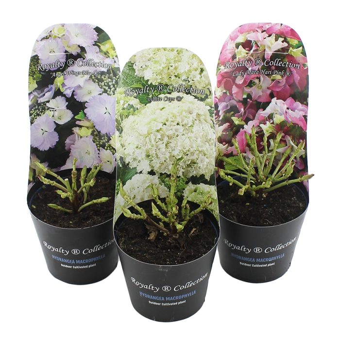 Hydrangea macr. Royalty Collection® MIX C2 (17cm.) Potcover, D 17