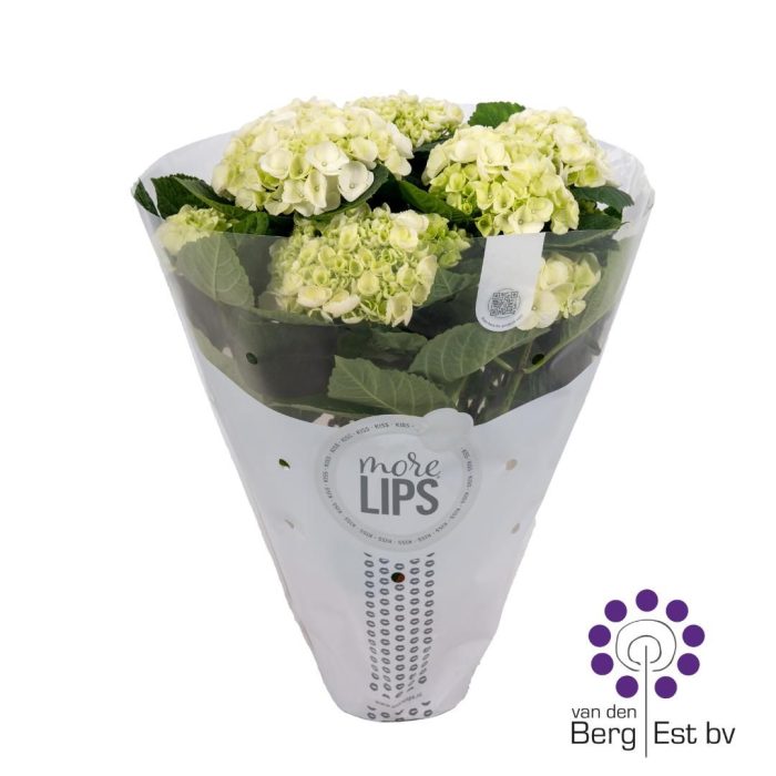 Hydrangea Macrophylla - MoreLips 7-8 kop White, D 14