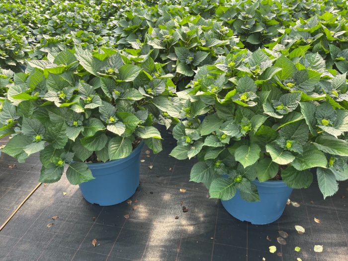 Hydrangea mix cc 33cm, D 33
