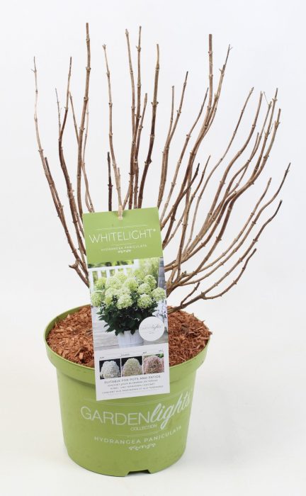 Hydrangea Paniculata (Gardenlight) 'Whitelight' 23 cm, D 23