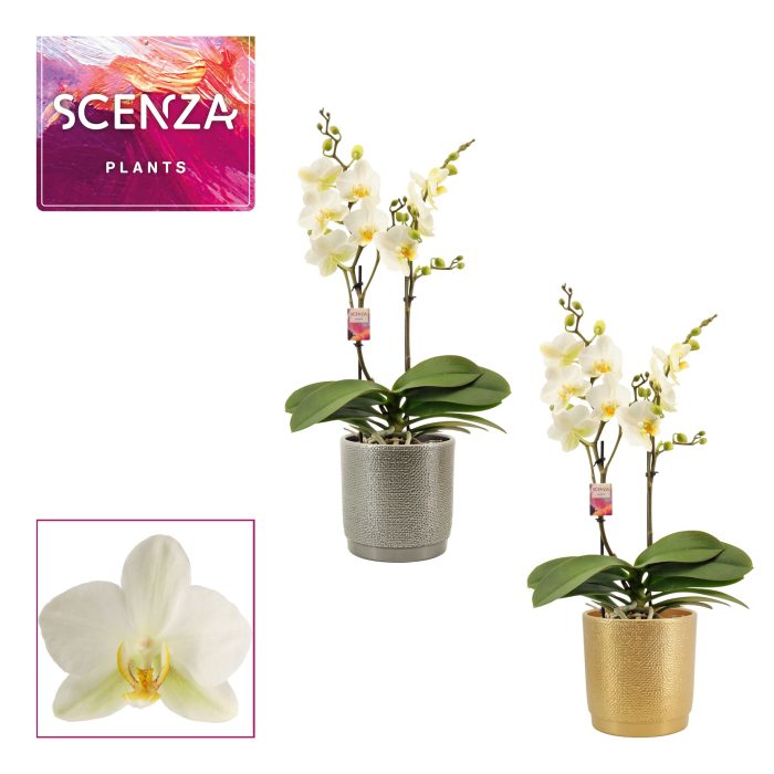 Phalaenopsis multiflora 2 tak Lausanne in Gabriël (Deco-collecti, D 12