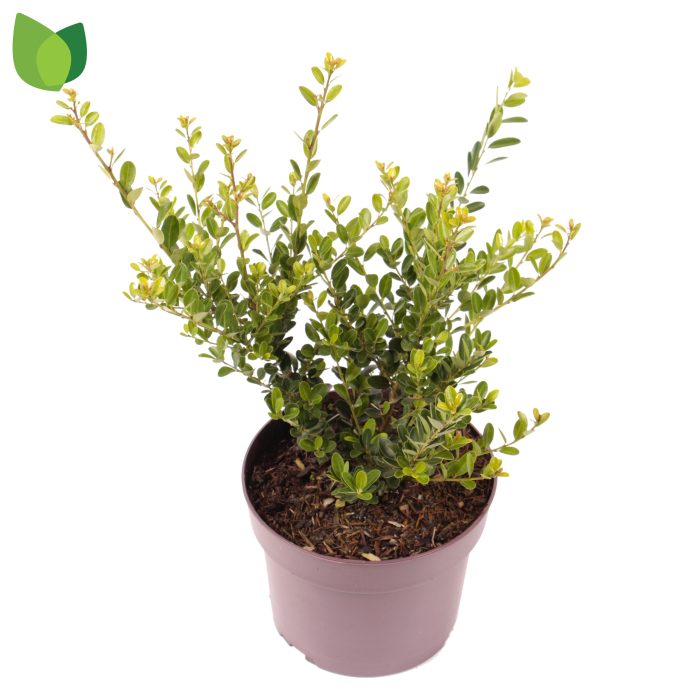 Ilex crenata 'Green Hedge' C3/P19, D 19
