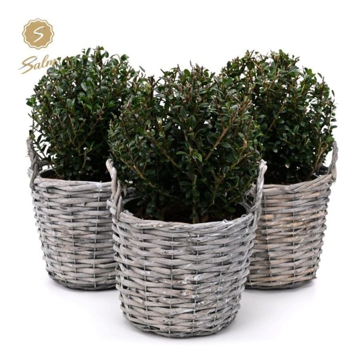 Ilex crenata 'Jenny'® Ball Ø20cm P17 in Basket, D 19