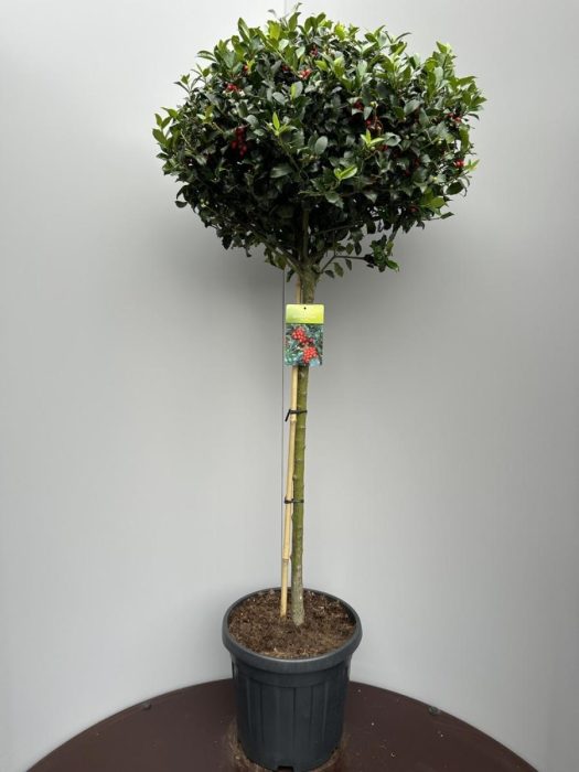Ilex meserv. Blue Maid, kroon, D 38