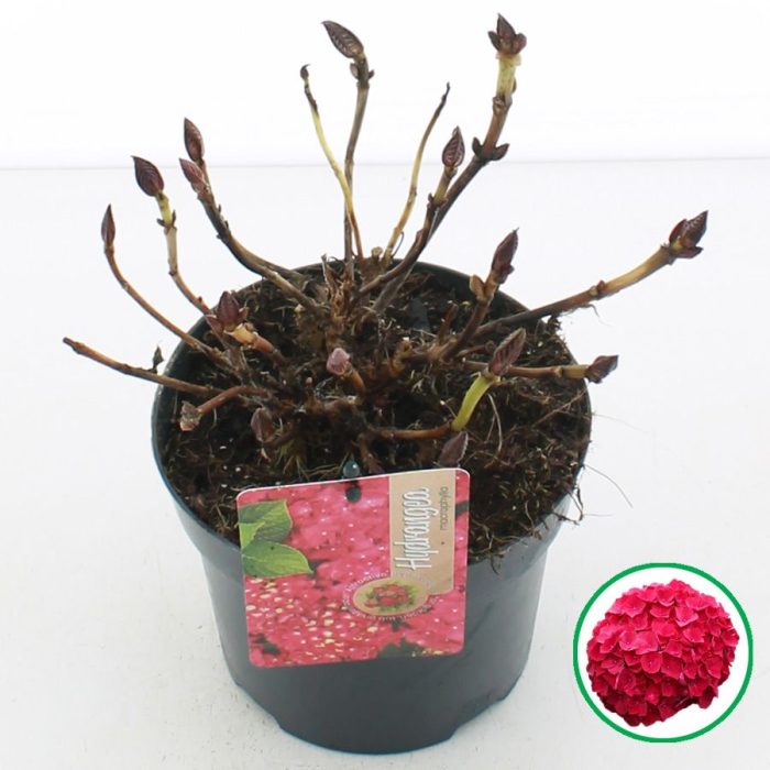Hydrangea macr. Rood C2 (17cm.), D 17