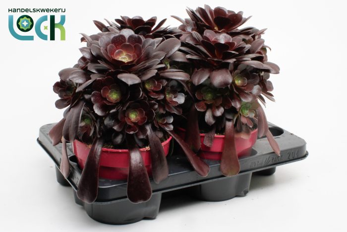 Aeonium Arboreum, D 15