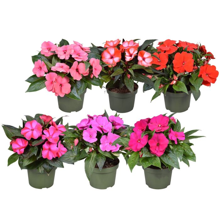 Impatiens New Guinea MIXLAAG, D 13
