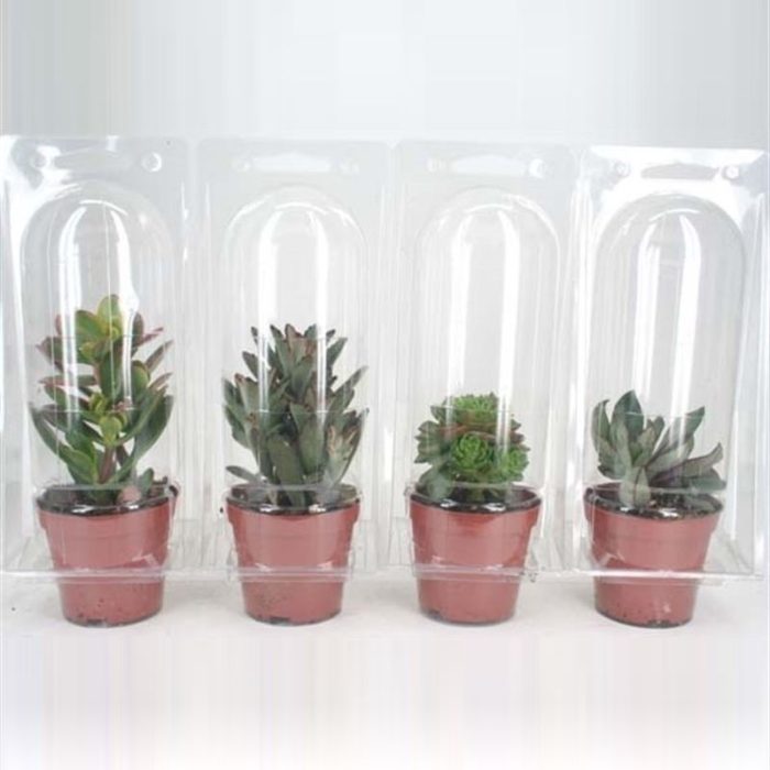 91 Succulent in solo blister 8,5 cm, D 8,5
